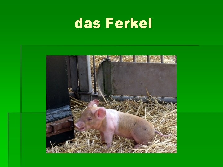 das Ferkel 