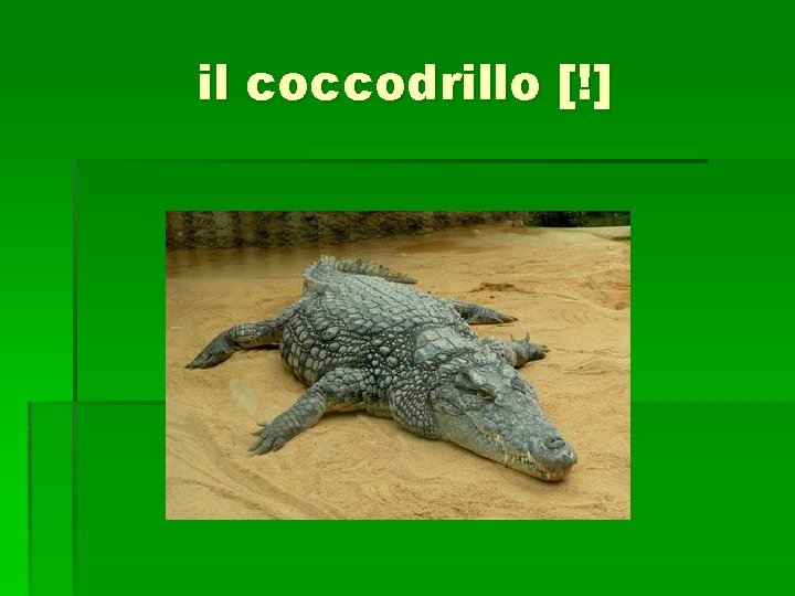 il coccodrillo [!] 