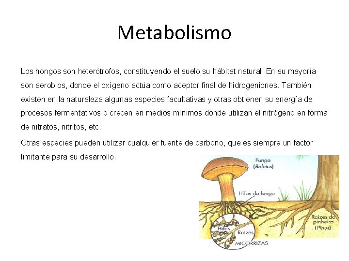Metabolismo Los hongos son heterótrofos, constituyendo el suelo su hábitat natural. En su mayoría