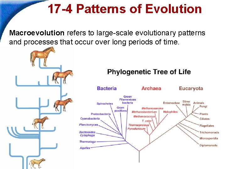 17 -4 Patterns of Evolution Macroevolution refers to large-scale evolutionary patterns and processes that