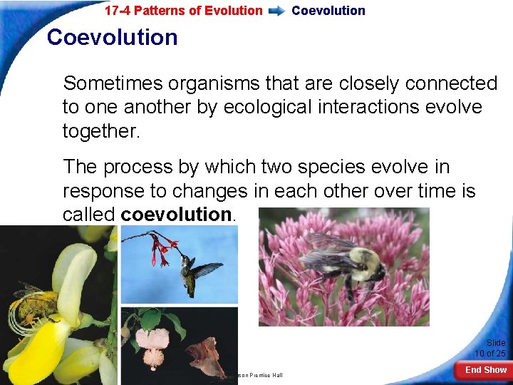 17 -4 Patterns of Evolution Coevolution Sometimes organisms that are closely connected to one