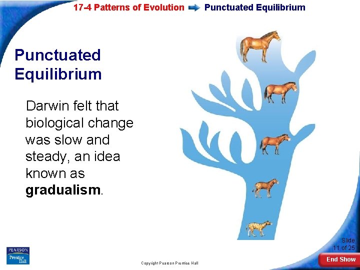 17 -4 Patterns of Evolution Punctuated Equilibrium Darwin felt that biological change was slow