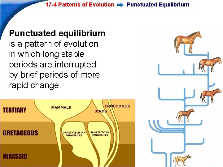 17 -4 Patterns of Evolution Punctuated Equilibrium Punctuated equilibrium is a pattern of evolution