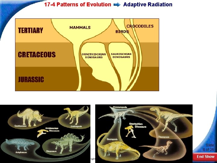 17 -4 Patterns of Evolution Adaptive Radiation Slide 8 of 25 Copyright Pearson Prentice