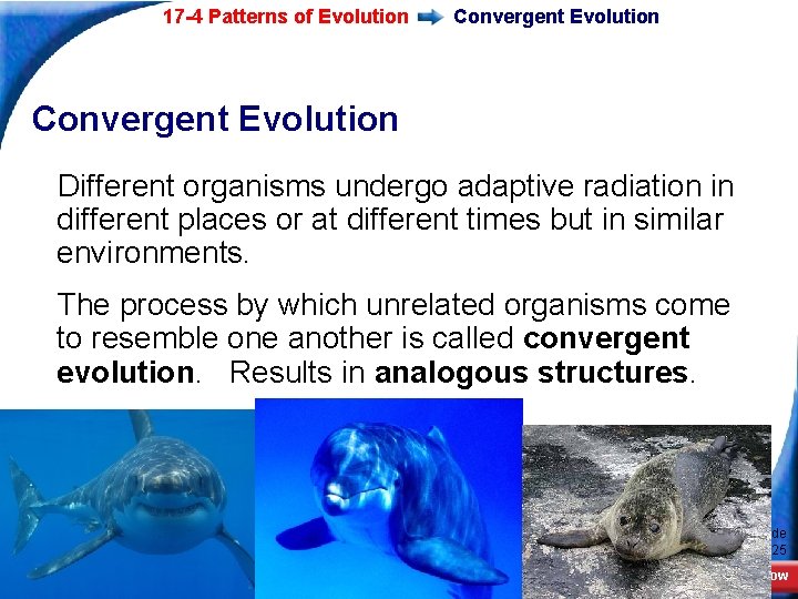 17 -4 Patterns of Evolution Convergent Evolution Different organisms undergo adaptive radiation in different