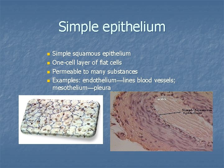 Simple epithelium n n Simple squamous epithelium One-cell layer of flat cells Permeable to