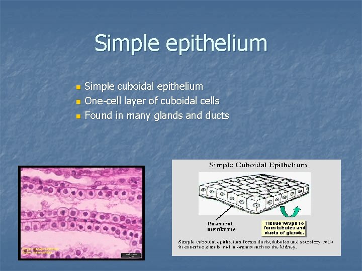 Simple epithelium n n n Simple cuboidal epithelium One-cell layer of cuboidal cells Found
