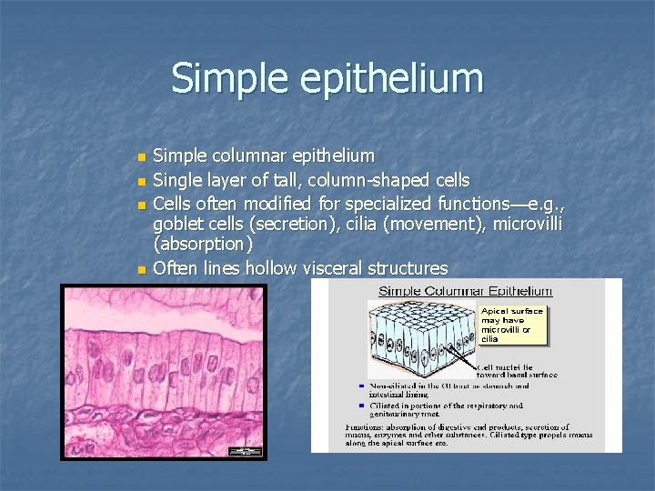 Simple epithelium n n Simple columnar epithelium Single layer of tall, column-shaped cells Cells