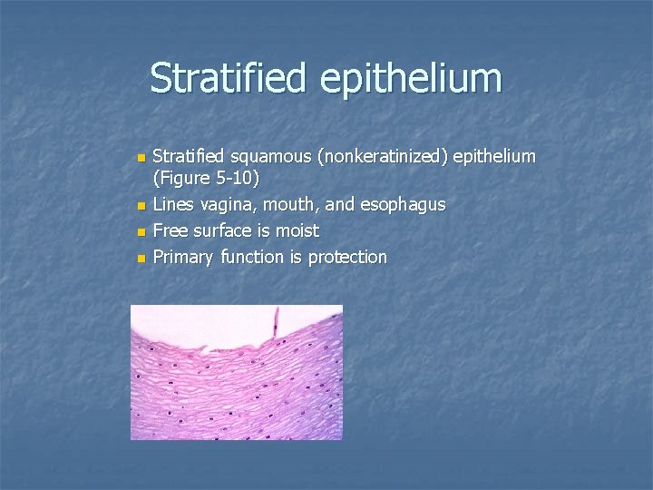 Stratified epithelium n n Stratified squamous (nonkeratinized) epithelium (Figure 5 -10) Lines vagina, mouth,