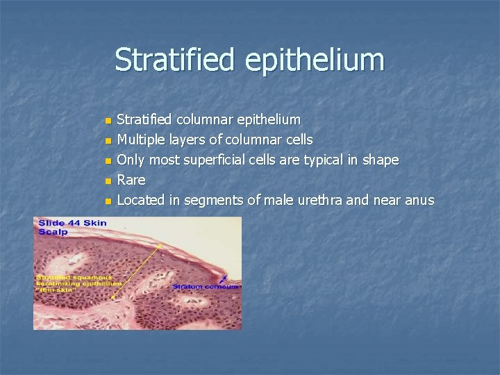 Stratified epithelium n n n Stratified columnar epithelium Multiple layers of columnar cells Only
