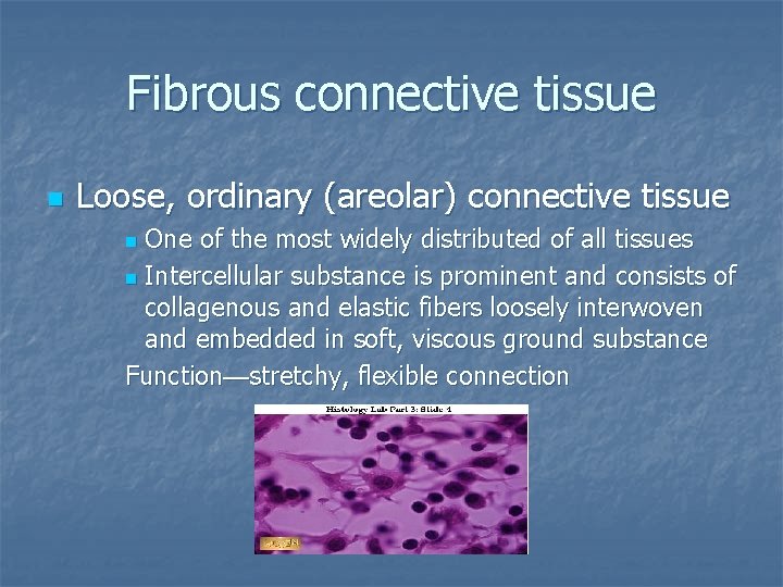 Fibrous connective tissue n Loose, ordinary (areolar) connective tissue One of the most widely