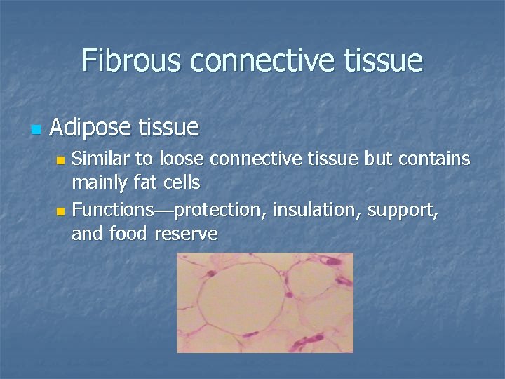 Fibrous connective tissue n Adipose tissue Similar to loose connective tissue but contains mainly