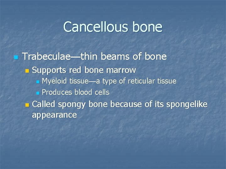 Cancellous bone n Trabeculae—thin beams of bone n Supports red bone marrow Myeloid tissue—a