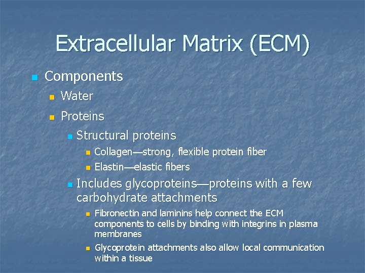 Extracellular Matrix (ECM) n Components n Water n Proteins n Structural proteins n n