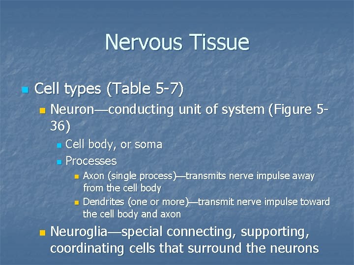 Nervous Tissue n Cell types (Table 5 -7) n Neuron—conducting unit of system (Figure