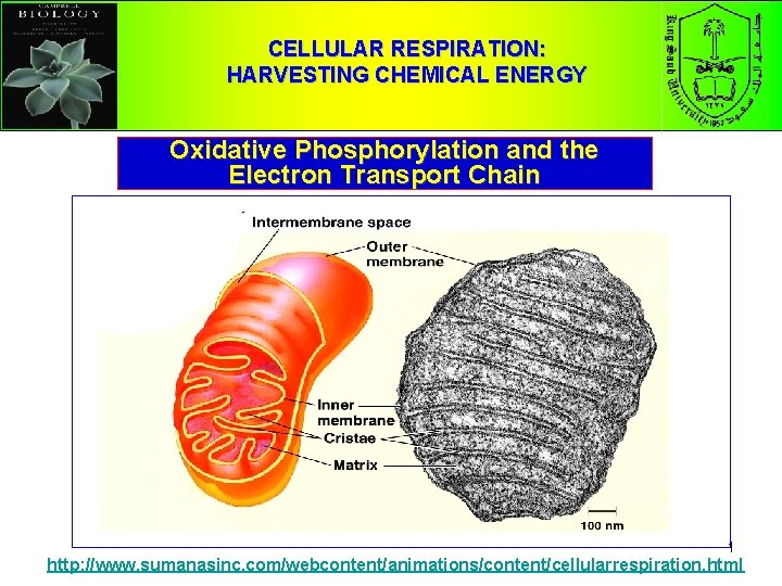 CELLULAR RESPIRATION: HARVESTING CHEMICAL ENERGY Oxidative Phosphorylation and the Electron Transport Chain 1 http:
