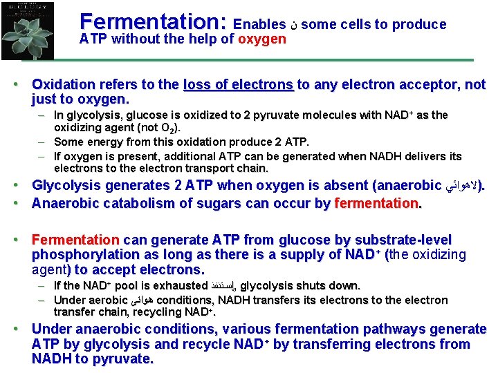 Fermentation: Enables ﻥ some cells to produce ATP without the help of oxygen •