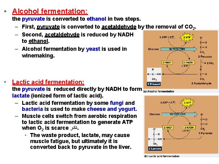  • Alcohol fermentation: the pyruvate is converted to ethanol in two steps. –