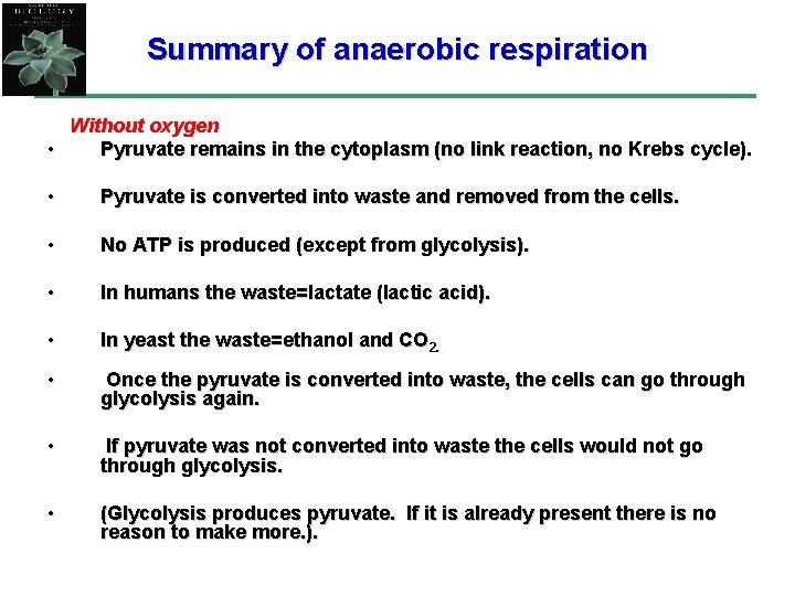 Summary of anaerobic respiration Without oxygen • Pyruvate remains in the cytoplasm (no link