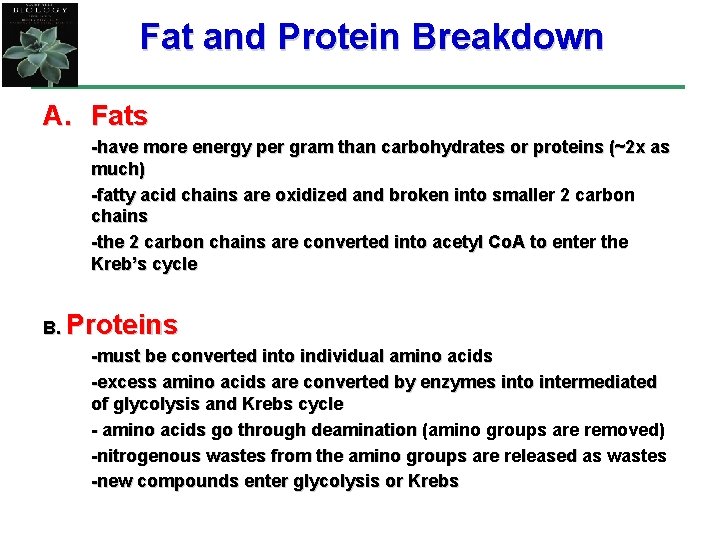 Fat and Protein Breakdown A. Fats -have more energy per gram than carbohydrates or