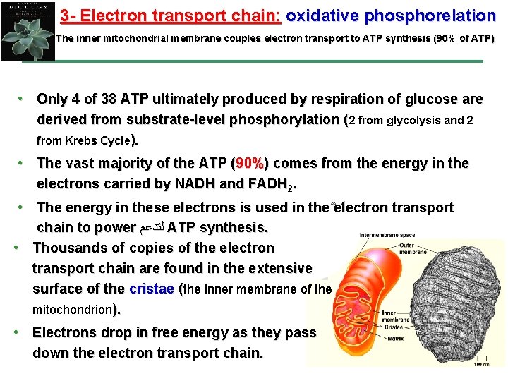 3 - Electron transport chain: oxidative phosphorelation The inner mitochondrial membrane couples electron transport