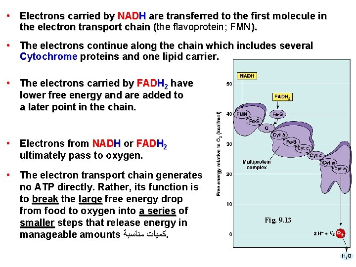  • Electrons carried by NADH are transferred to the first molecule in the