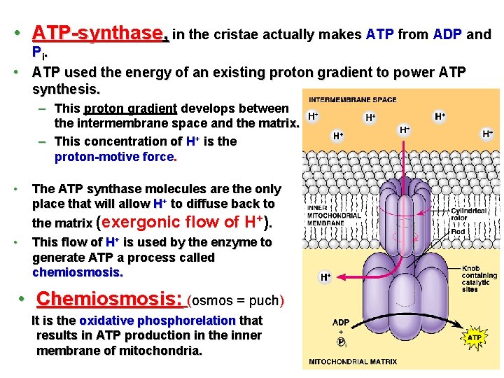  • ATP-synthase, in the cristae actually makes ATP from ADP and Pi. •