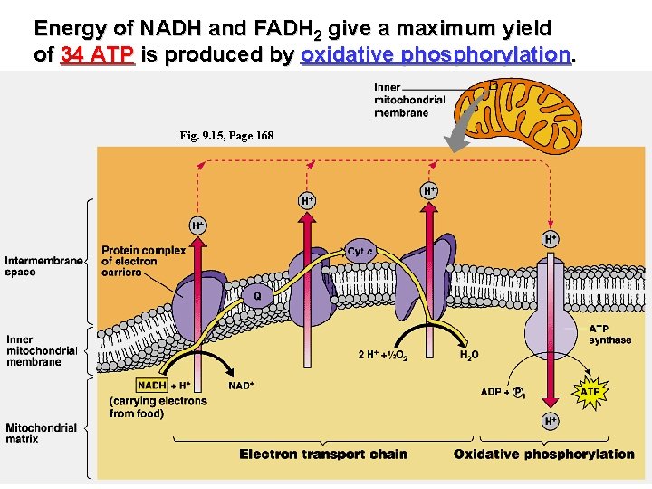 Energy of NADH and FADH 2 give a maximum yield of 34 ATP is