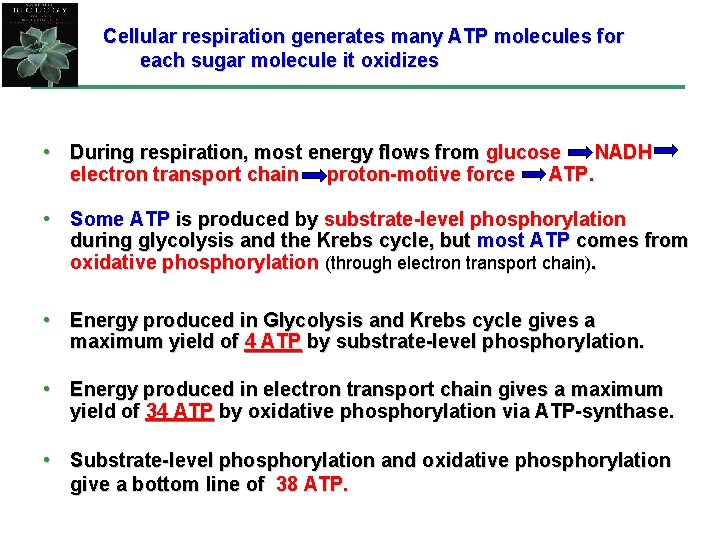 Cellular respiration generates many ATP molecules for each sugar molecule it oxidizes • During