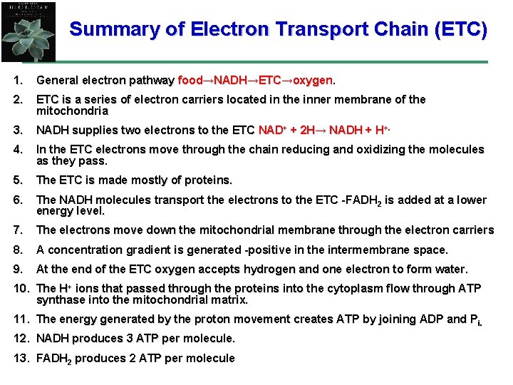 Summary of Electron Transport Chain (ETC) 1. General electron pathway food→NADH→ETC→oxygen. 2. ETC is