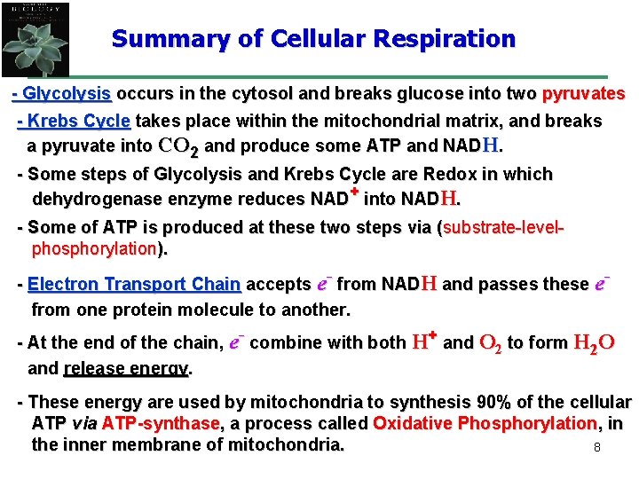 Summary of Cellular Respiration - Glycolysis occurs in the cytosol and breaks glucose into