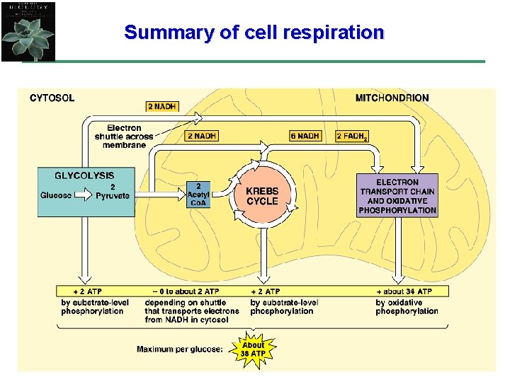 Summary of cell respiration 