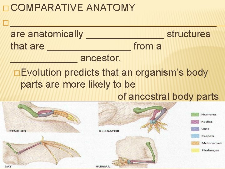 � COMPARATIVE ANATOMY � ___________________ are anatomically _______ structures that are ________ from a