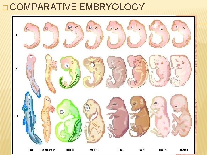 � COMPARATIVE EMBRYOLOGY 