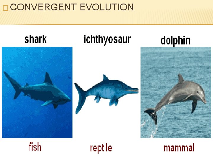 � CONVERGENT EVOLUTION 