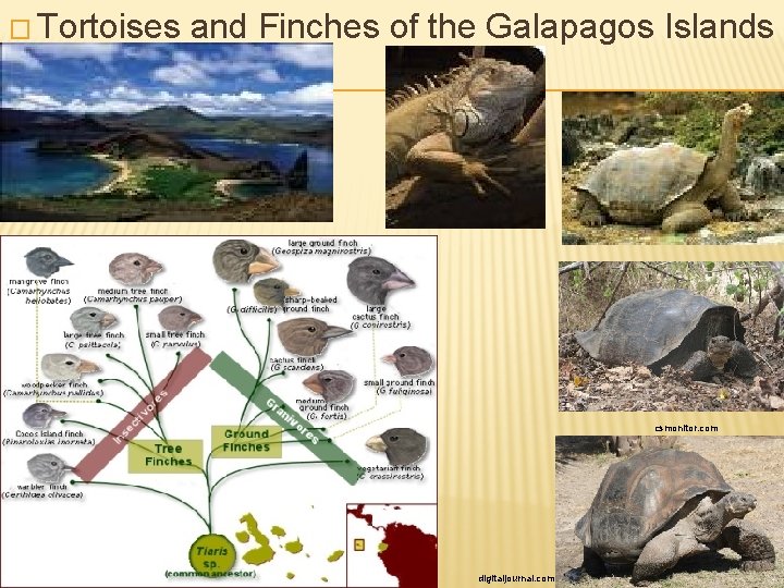 � Tortoises and Finches of the Galapagos Islands csmonitor. com digitaljournal. com 