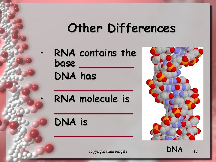 Other Differences • • RNA contains the base _____ DNA has _______ RNA molecule