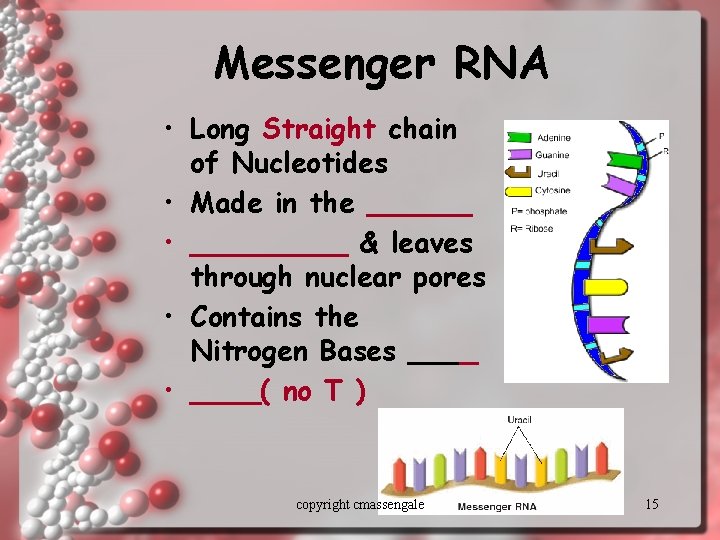 Messenger RNA • Long Straight chain of Nucleotides • Made in the ______ •