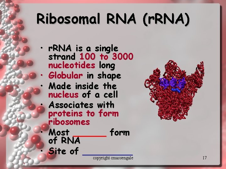Ribosomal RNA (r. RNA) • r. RNA is a single strand 100 to 3000