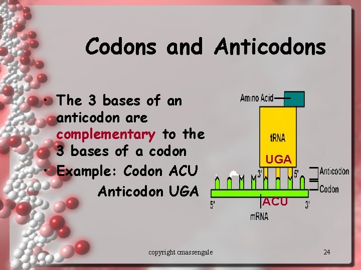 Codons and Anticodons • The 3 bases of an anticodon are complementary to the