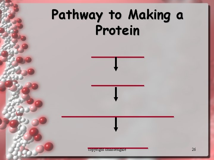 Pathway to Making a Protein ________ ____ copyright cmassengale 26 