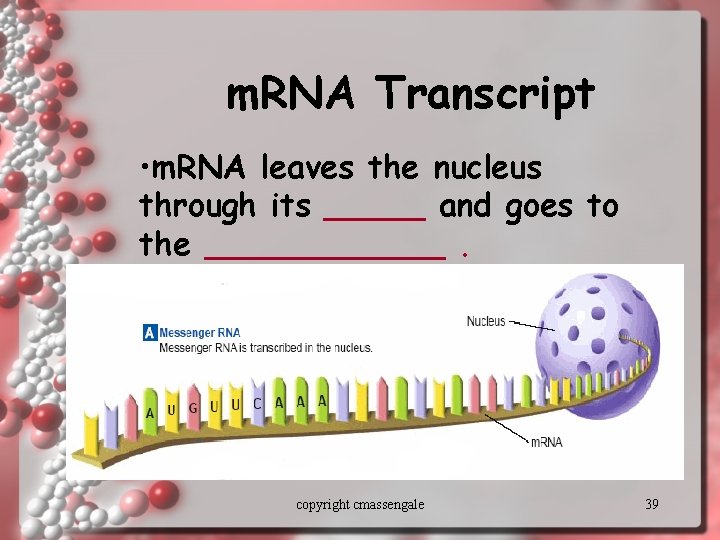 m. RNA Transcript • m. RNA leaves the nucleus through its _____ and goes