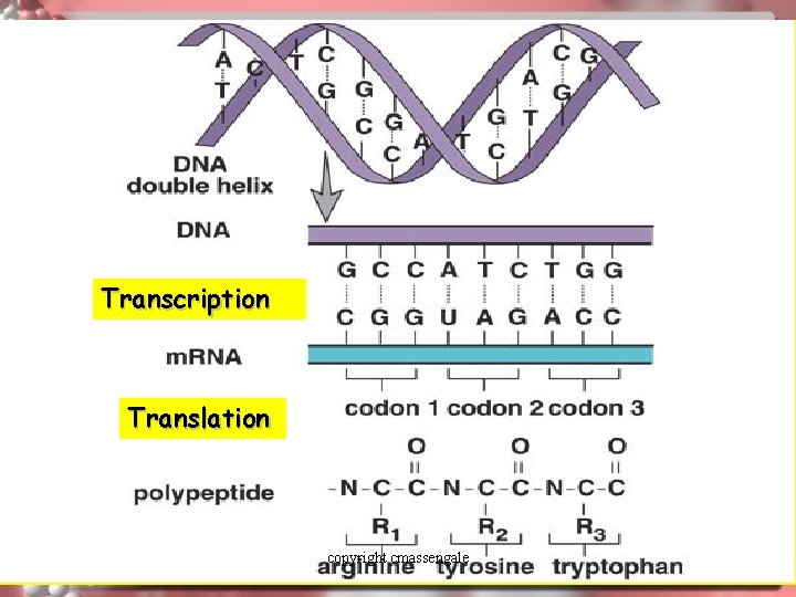 Transcription Translation copyright cmassengale 41 