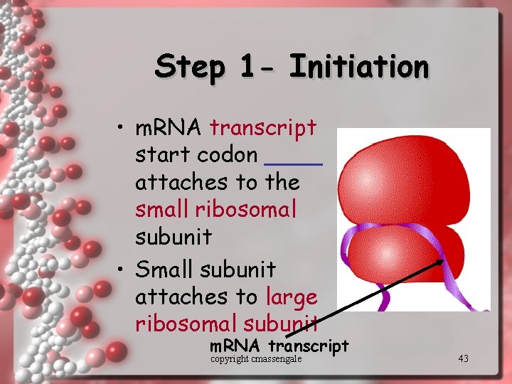 Step 1 - Initiation • m. RNA transcript start codon ____ attaches to the