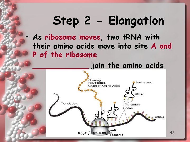 Step 2 - Elongation • As ribosome moves, two t. RNA with their amino