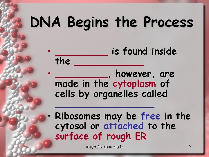 DNA Begins the Process • _____ is found inside the ______ • _____, however,