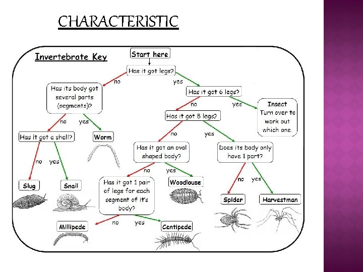 Q Insects LUCA MARTN q Origen q Characteristics q Insects