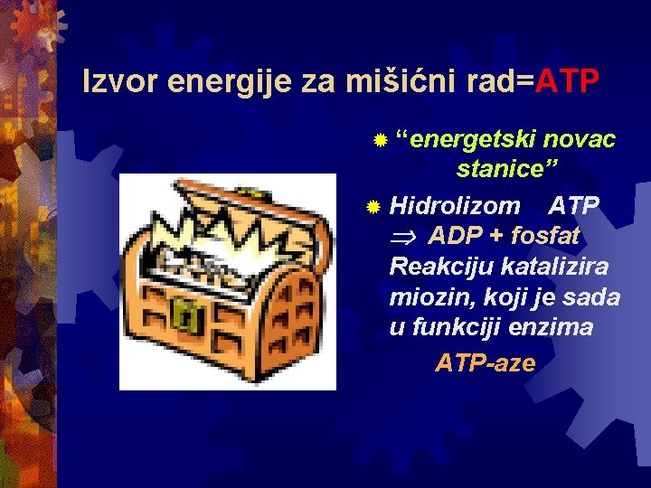 Izvor energije za mišićni rad=ATP ® “energetski novac stanice” ® Hidrolizom ATP ADP +