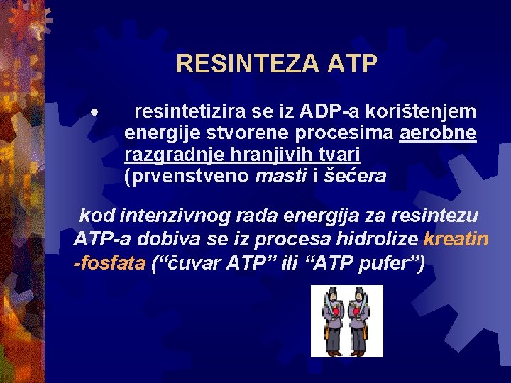 RESINTEZA ATP · resintetizira se iz ADP-a korištenjem energije stvorene procesima aerobne razgradnje hranjivih