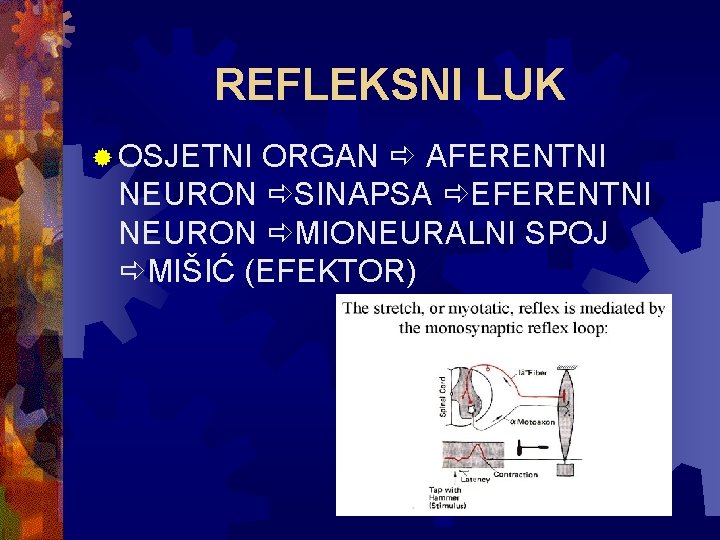 REFLEKSNI LUK ® OSJETNI ORGAN AFERENTNI NEURON SINAPSA EFERENTNI NEURON MIONEURALNI SPOJ MIŠIĆ (EFEKTOR)